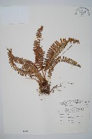 對生耳蕨藏品圖，第1張