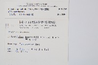 對生耳蕨藏品圖，第2張