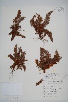 針葉耳蕨藏品圖，第1張