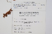 針葉耳蕨藏品圖，第2張