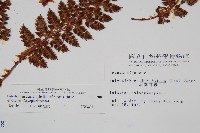 針葉耳蕨藏品圖，第2張