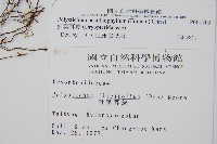 針葉耳蕨藏品圖，第2張