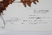 針葉耳蕨藏品圖，第2張