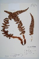 針葉耳蕨藏品圖，第1張