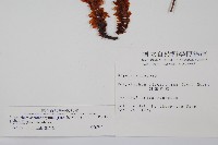 針葉耳蕨藏品圖，第2張