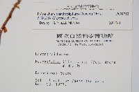 針葉耳蕨藏品圖，第2張