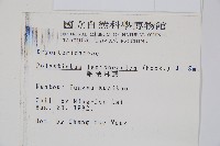 鞭葉耳蕨藏品圖，第2張