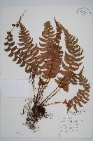 鞭葉耳蕨藏品圖，第1張