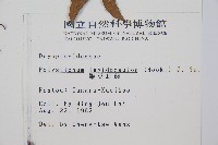 鞭葉耳蕨藏品圖，第2張