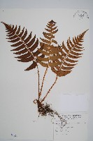 鞭葉耳蕨藏品圖，第1張