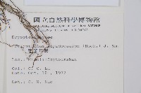 鞭葉耳蕨藏品圖，第2張