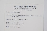 鞭葉耳蕨藏品圖，第2張