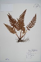 鞭葉耳蕨藏品圖，第1張