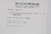 鞭葉耳蕨藏品圖，第2張