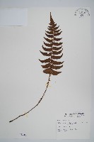 鞭葉耳蕨藏品圖，第1張