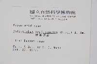 鞭葉耳蕨藏品圖，第2張