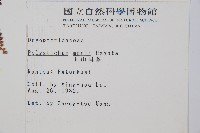 玉山耳蕨藏品圖，第2張