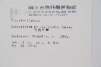 尖葉耳蕨藏品圖，第2張
