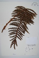 尖葉耳蕨藏品圖，第1張