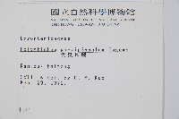 尖葉耳蕨藏品圖，第2張