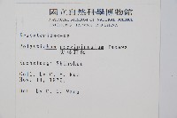 尖葉耳蕨藏品圖，第2張