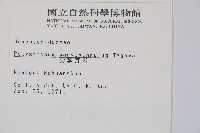 尖葉耳蕨藏品圖，第2張