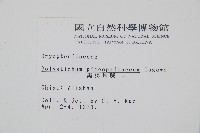 黑鱗耳蕨藏品圖，第2張