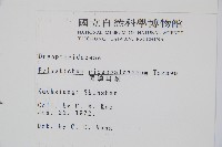 黑鱗耳蕨藏品圖，第2張