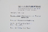 黑鱗耳蕨藏品圖，第2張