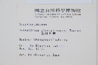 黑鱗耳蕨藏品圖，第2張