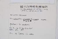 黑鱗耳蕨藏品圖，第2張