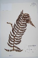 黑鱗耳蕨藏品圖，第1張