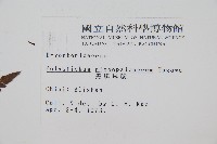 黑鱗耳蕨藏品圖，第2張
