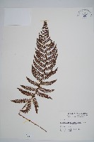 黑鱗耳蕨藏品圖，第1張