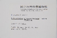 黑鱗耳蕨藏品圖，第2張