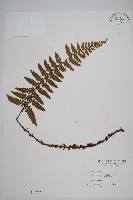 鋸葉耳蕨藏品圖，第1張