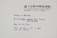 鋸葉耳蕨藏品圖，第2張