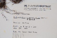 芽胞耳蕨、芽孢耳蕨藏品圖，第2張