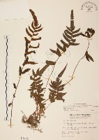 毛蕨藏品圖，第1張