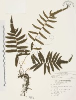 毛蕨藏品圖，第1張