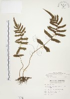 毛蕨藏品圖，第1張