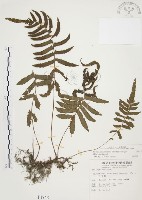 毛蕨藏品圖，第1張
