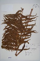 密毛毛蕨藏品圖，第1張