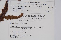 密毛毛蕨藏品圖，第2張