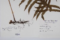 密毛毛蕨藏品圖，第2張