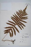 密毛毛蕨藏品圖，第1張