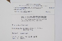 密毛毛蕨藏品圖，第2張