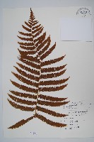 密毛毛蕨藏品圖，第1張