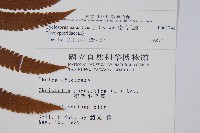 密毛毛蕨藏品圖，第2張