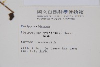 聖蕨藏品圖，第2張